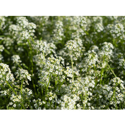 Lobularia maritima - Allysson maritime - BIO