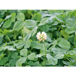 Tréfle blanc - port bas - 15 g - pour 10 m² - BIO 