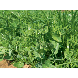 Légumineuses d'hiver 25 g - pour 5 m² - BIO