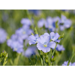 Lin cultivé - Lirina - 50 g - pour 8 m² - BIODYNAMIQUE
