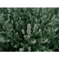 Nepeta cataria - Chataire/Herbe-aux-chats - BIODYNAMIQUE