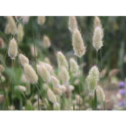 Lagurus ovatus - Lagure ovale - BIODYNAMIQUE
