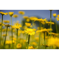 Anthemis tinctoria - Camomille des teinturiers - BIODYNAMIQUE