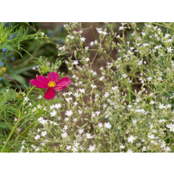 Gypsophila paniculata - Gypsophile 'Elsa' - BIO