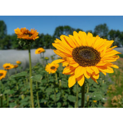 Helianthus annuus - Tournesol vertakt 'Sinja' - BIODYNAMIQUE
