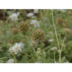 Scabiosa stellata - Scabieuse - BIODYNAMIQUE