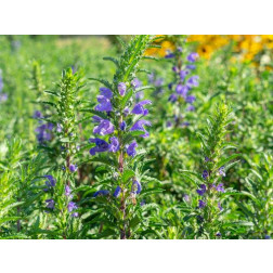 Dracocephalum moldavica - Mélisse de Moldavie - BIO