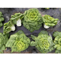 Bok Choi - Golden Heart Winter Choi - BIODYNAMIQUE