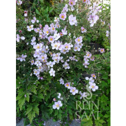 Anemone japonica - Anémone du Japon - BIODYNAMIQUE