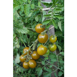 Tomate - Raisin vert - BIO - Remise de 50% pour cause de germination réduite