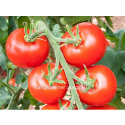 Tomate - Hellfrucht - BIODYNAMIQUE