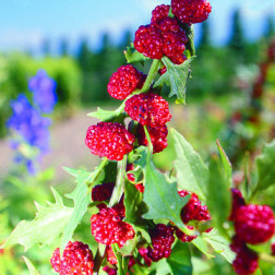 Epinard fraise - Chenopodium virgatum - BIO