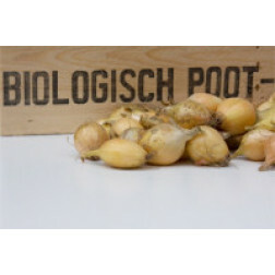 Oignon à planter, Sturon, taille 10/22, 500g