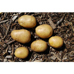 Plants de pomme de terre - Frieslander - taille A 25/35 - 1kg - BIO