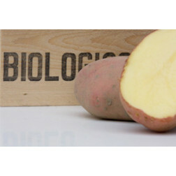 Plants de pomme de terre, Raja (rouge) taille 28/35 - 1,38 kg (50 pièces) - BIO - disponible semaine 7