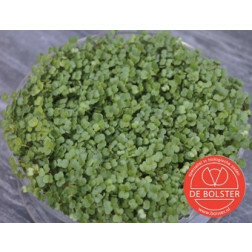 Brocoli graines à germer 25g - BIO