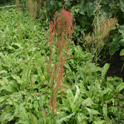 Rumex ambiguus - Oseille des jardins - BIO - Remise de 50% pour cause de germination réduite