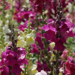 Muflier - Antirrhinum majus - BIO