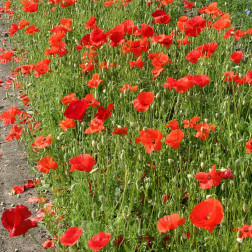 Coquelicot - Papaver rhoeas - BIO