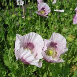 Papaver somniferum - Pavot somnifère - BIO