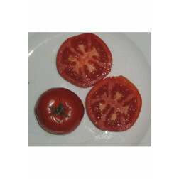 Tomate - Potager de Vilvorde - BIO - Remise de 50% pour cause de germination réduite