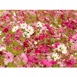 Cosmos bipinnatus - Cosmea - BIODYNAMIQUE