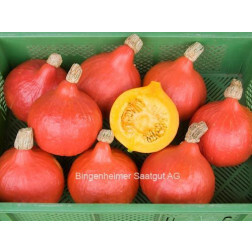 Potimarron - Red Kuri (Hokkaido) - BIODYNAMIQUE