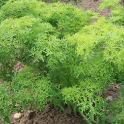 Moutarde de Chine - Golden Frills  - BIO