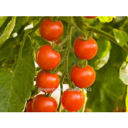 Tomate cerise - Zuckertraube - BIODYNAMIQUE