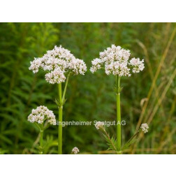 Valeriana officinalis - Valériane - BIODYNAMIQUE