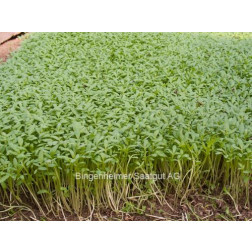 Cresson - Lepidium sativum - 20g - BIODYNAMIQUE