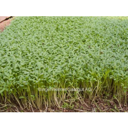 Tuinkers (Lepidium sativum) 42g *bd