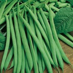 Haricot nain - Saxa - BIODYNAMIQUE