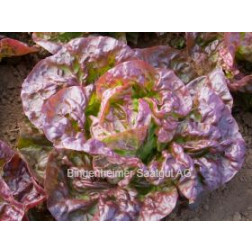 Laitue pommée - Merveille des quatre saisons - BIODYNAMIQUE