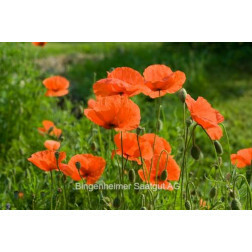 Papaver rhoeas - Coquelicot - BIODYNAMIQUE