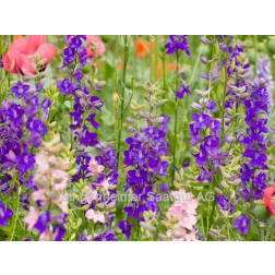 Delphinium ajacis - Pieds-d'alouette - BIODYNAMIQUE