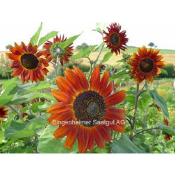 Tournesol - Velvet Queen - BIODYNAMIQUE