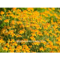 Tagetes tenuifolia - Tagète jaune - BIODYNAMIQUE