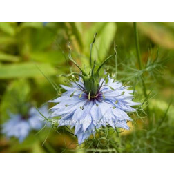 Nigella damascena - Nigelle de Damas - BIODYNAMISCH