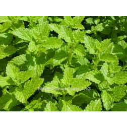 Mélisse officinale - BIODYNAMIQUE - 50% de remise pour cause de germination réduite