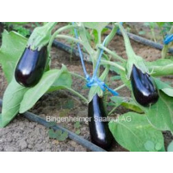 Aubergine De Barbentane*