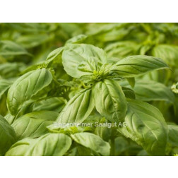 Basilic à grandes feuilles - BIODYNAMIQUE