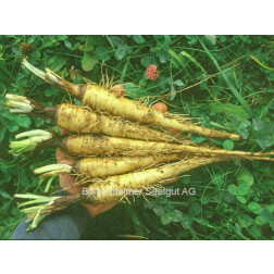 Salsifis blanc - BIODYNAMIQUE