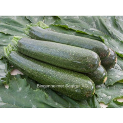 Courgette - Serafina - BIODYNAMIQUE