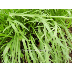 Plantain corne de cerf - BIODYNAMIQUE