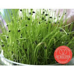 Ciboule de Chine - graines à germer 20g - BIO