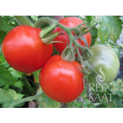 Tomate - Kremser Perle - BIO