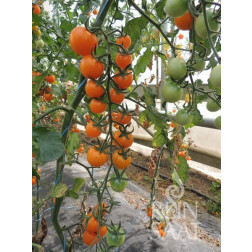 Tomate - Lillit - BIODYNAMIQUE - 50% de remise - germination réduite