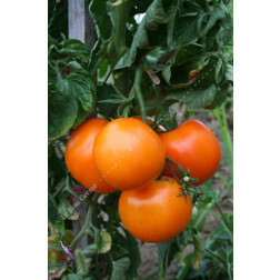 Tomate - Kaki Coing - BIO - 50% de remise pour cause de germination réduite