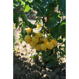 Tomate - Groseile Blanche - BIO - Remise de 50 % pour cause de germination réduite